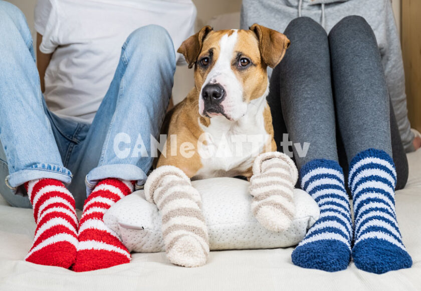 copri zampe cani, calzini cani, cani e gatti tv