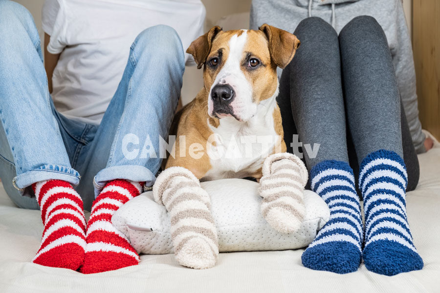 copri zampe cani, calzini cani, cani e gatti tv