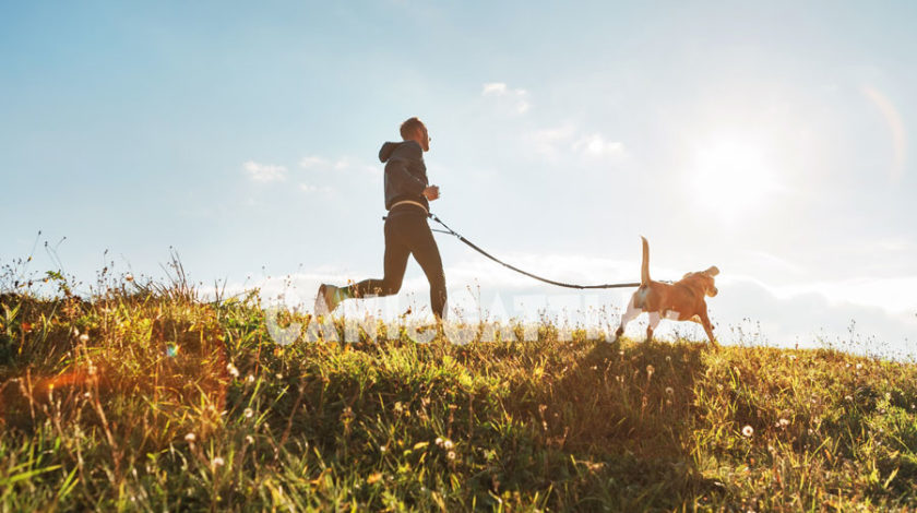 corsa con cane, ginnastica con cane, cani e gatti tv