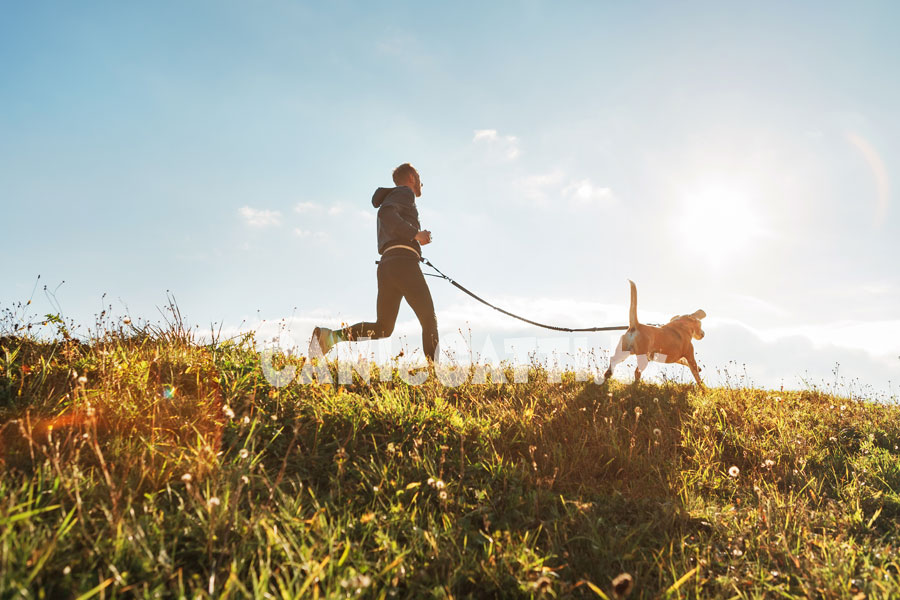 corsa con cane, ginnastica con cane, cani e gatti tv