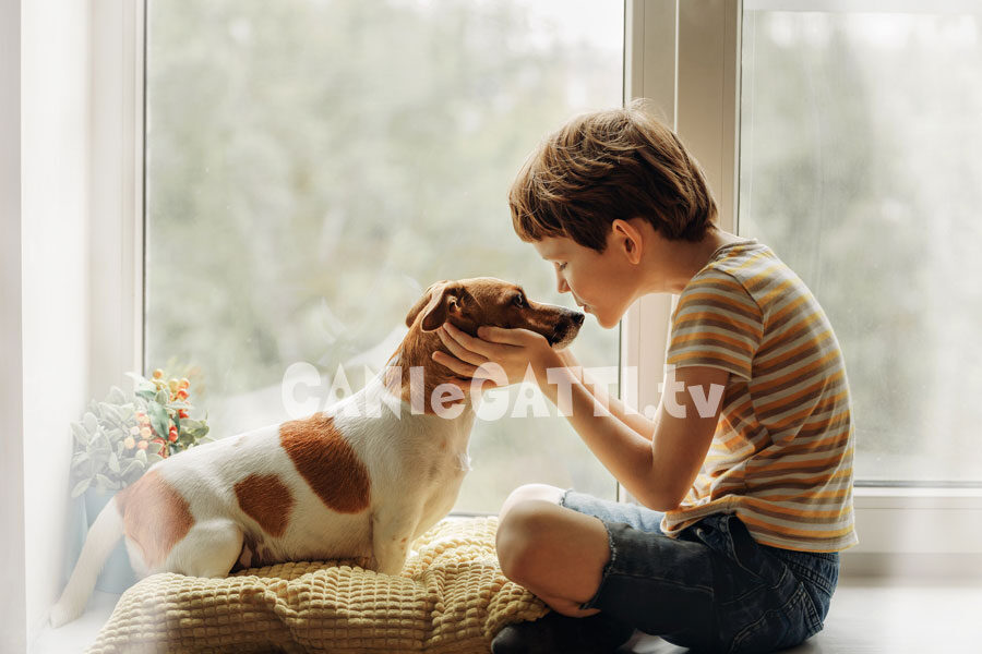 amanti cani, amore per cane, cani e gatti tv