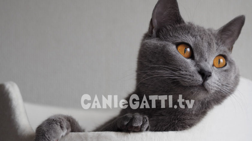 gatto certosino, cani e gatti