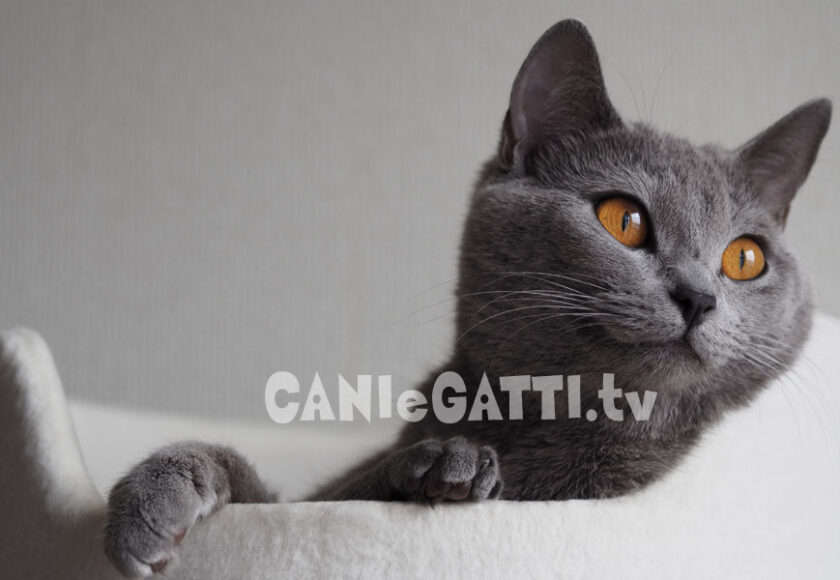 gatto certosino, cani e gatti