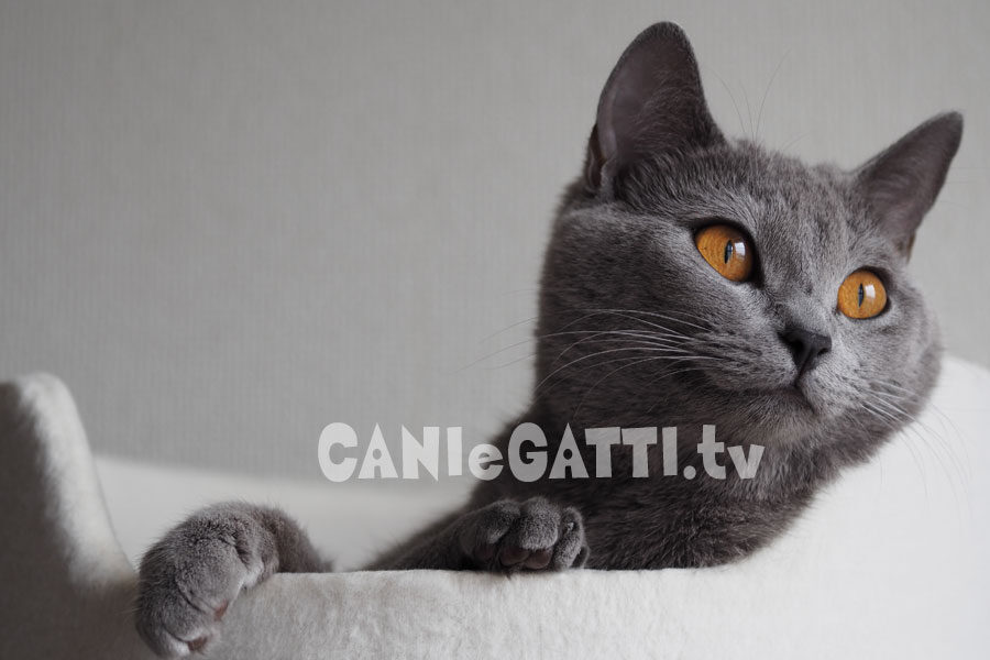 gatto certosino, cani e gatti