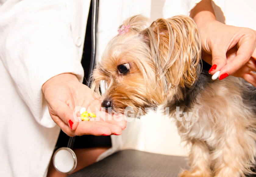 leptospirosi cani, cani e gatti, cani