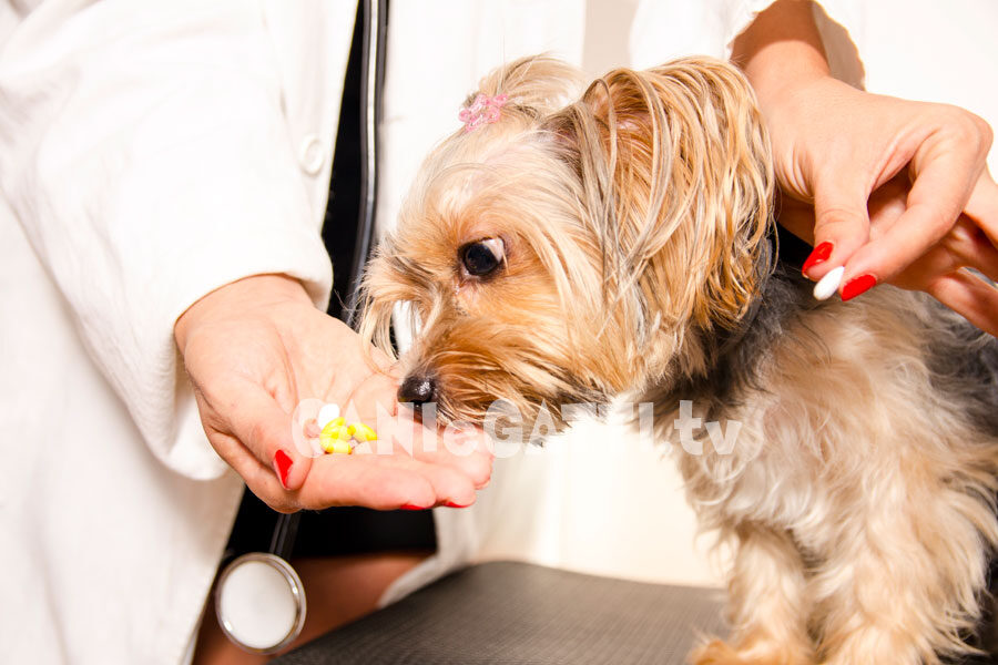 leptospirosi cani, cani e gatti, cani