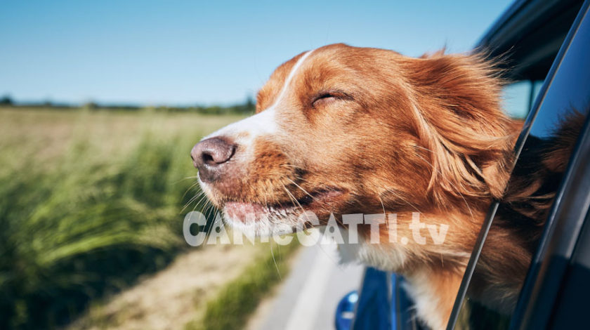 mal d'auto cane, cani e gatti