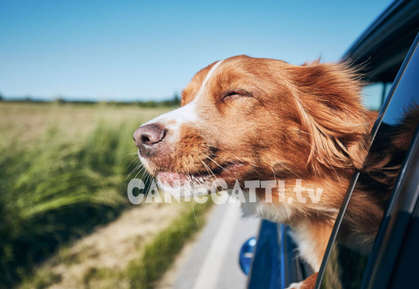 mal d'auto cane, cani e gatti