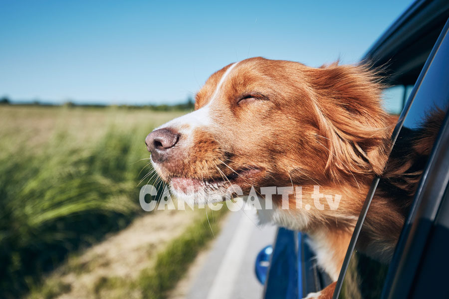 mal d'auto cane, cani e gatti