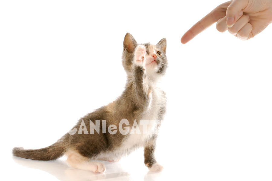 sgridare gatto, cani e gatti, gatti