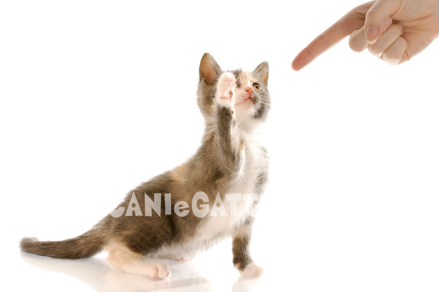 sgridare gatto, cani e gatti, gatti