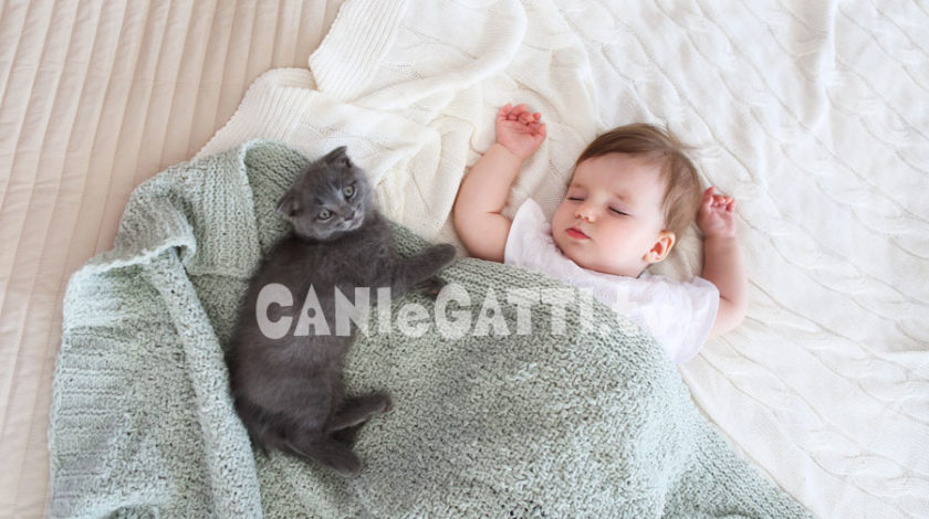 sognare gatti, cani e gatti