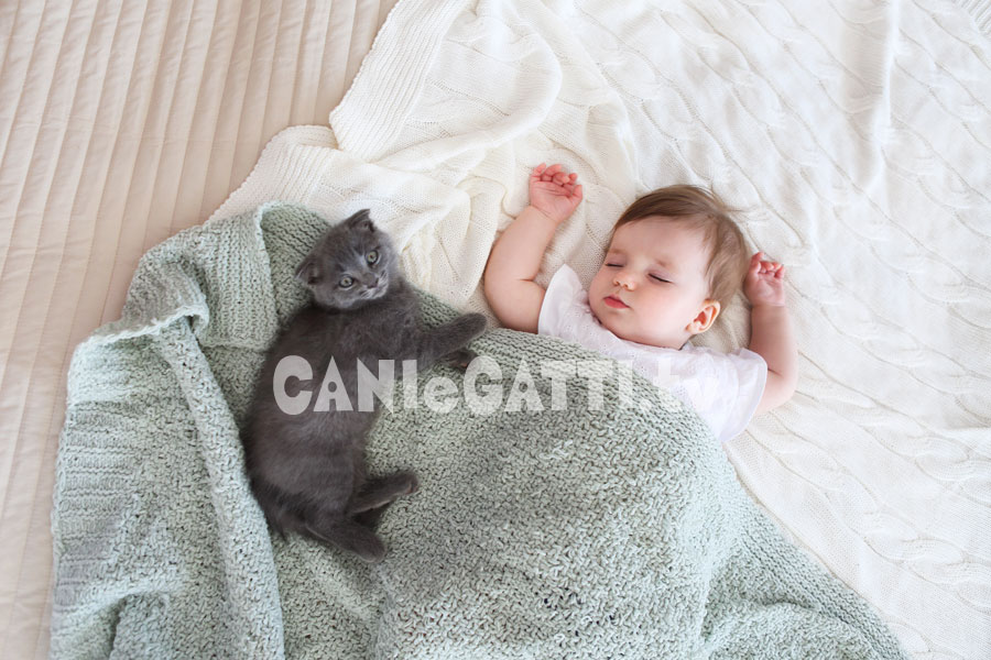 sognare gatti, cani e gatti