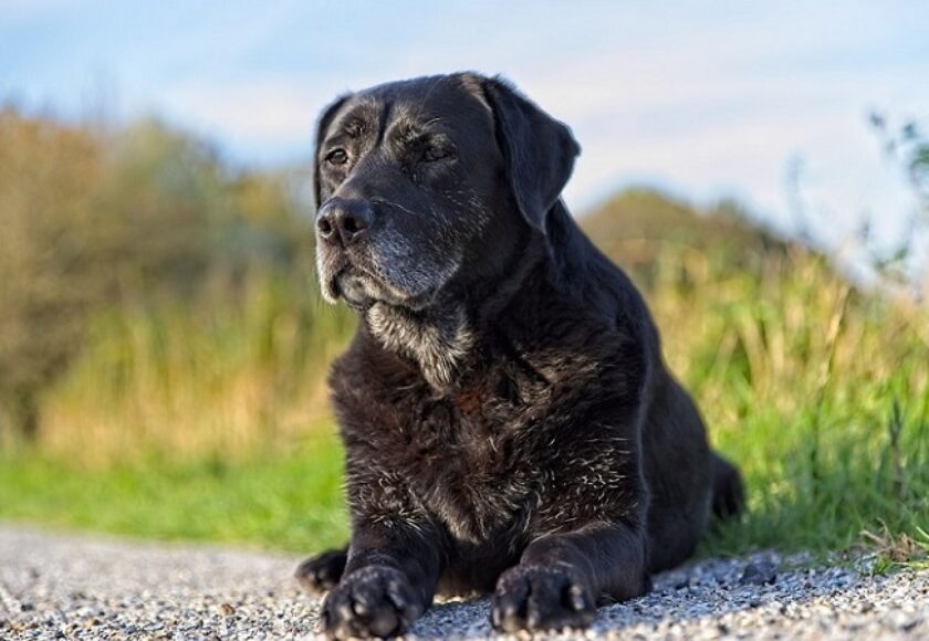 adozione di un cane anziano