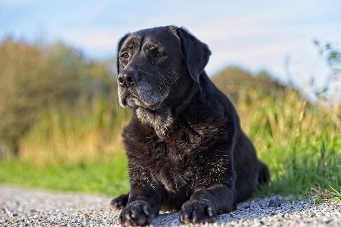 adozione di un cane anziano