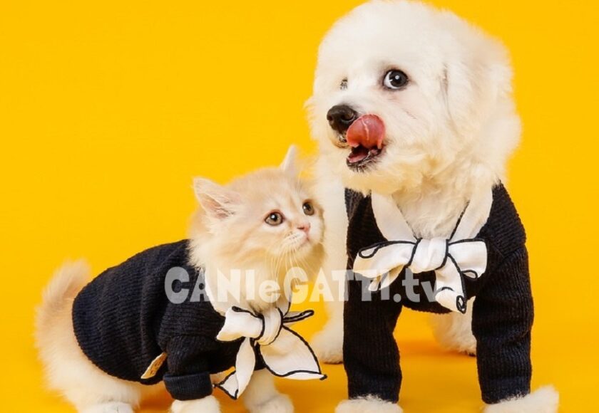 profilo instagram animali domestici