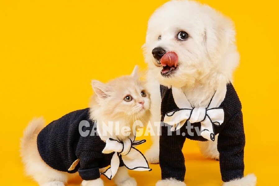 profilo instagram animali domestici