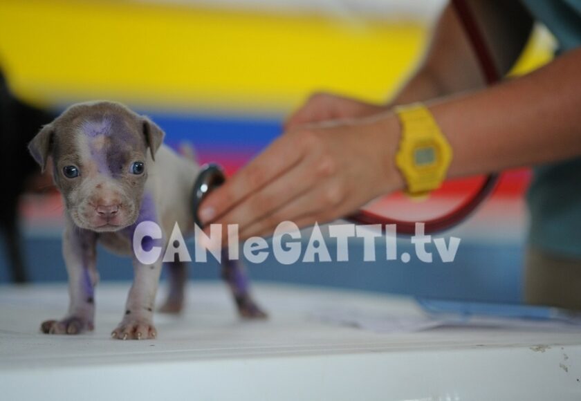 vaccini per animali domestici