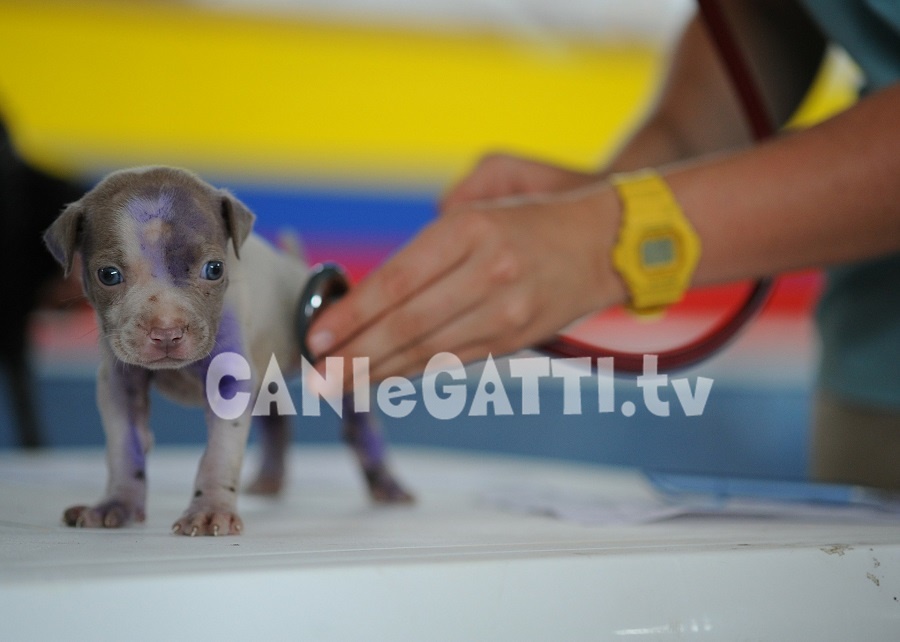 vaccini per animali domestici