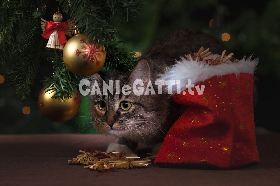 abituare il gatto agli ospiti in casa