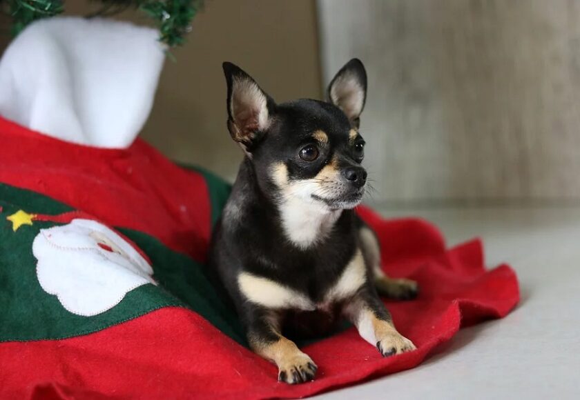 ricette di natale per cani