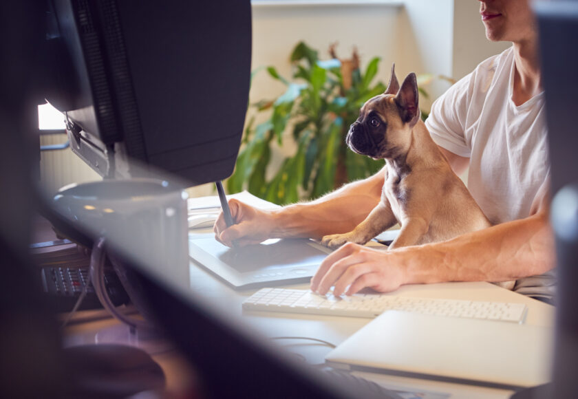 French Bulldog Puppy Sitting With Owner At Desk In Office Whilst He Works On Computer