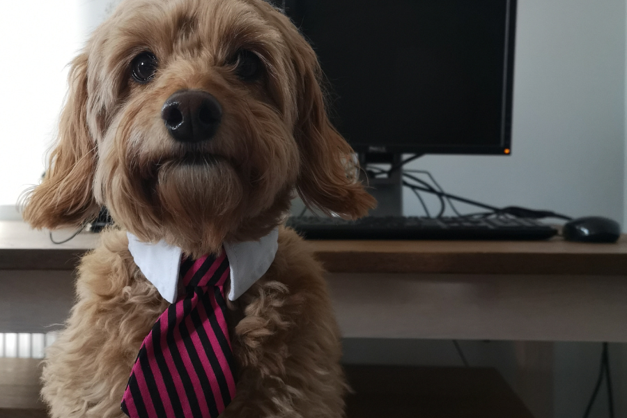 cani al lavoro