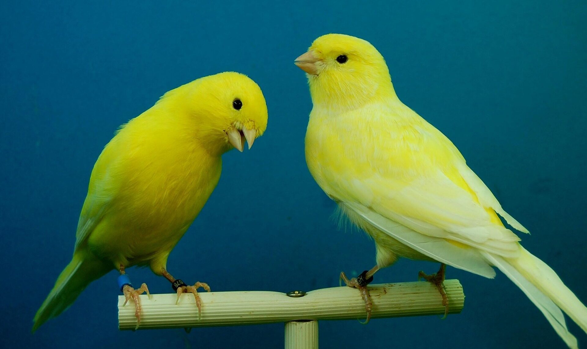 canaries-426277_1920