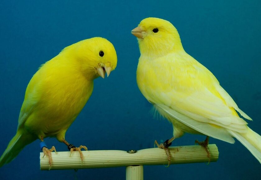 canaries-426277_1920