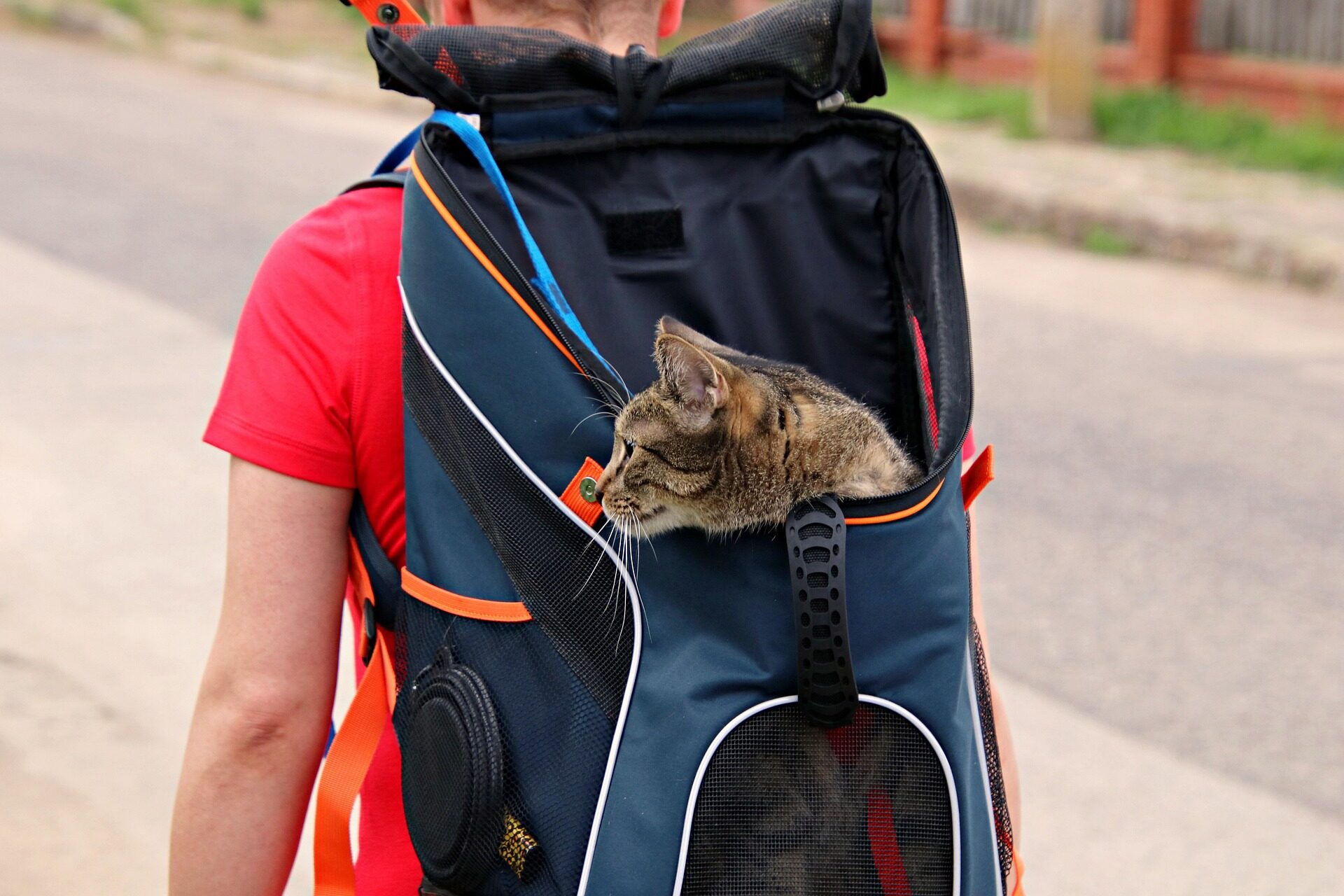 cat-carrier-6939688_1920