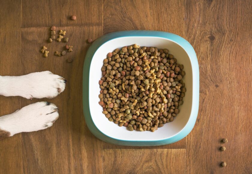 dog-food-5168940_1920