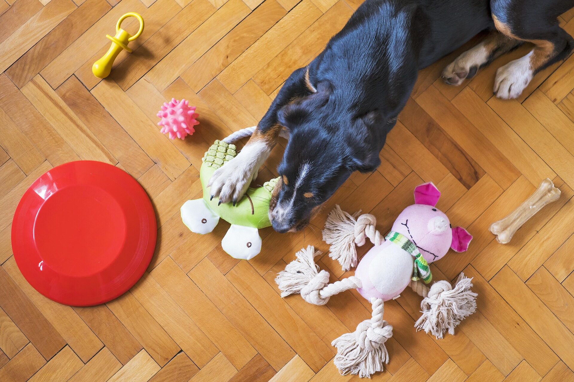 dog-toys-5175628_1920
