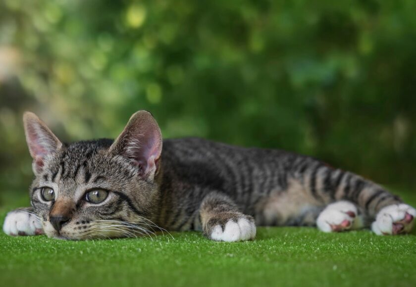 european-shorthair-8142967_1920