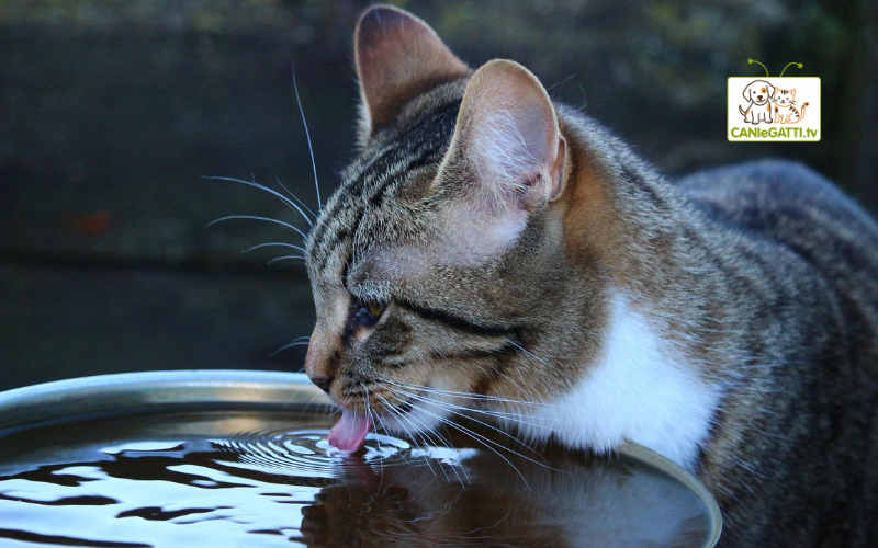 idratazione gatto