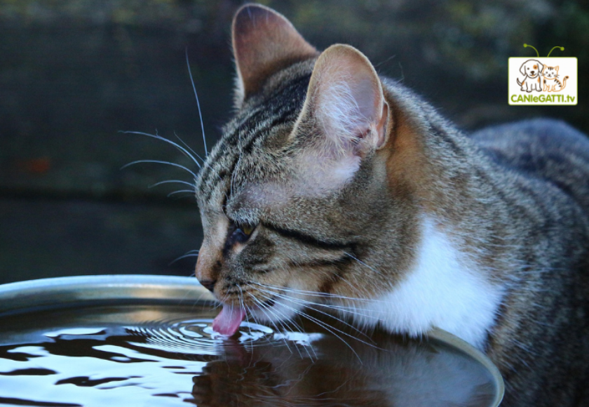 idratazione gatto