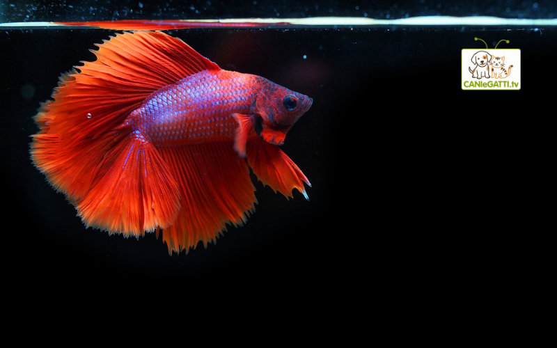 betta splendens
