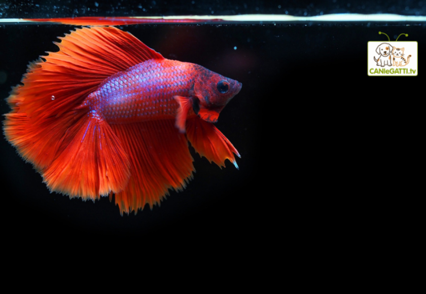 betta splendens