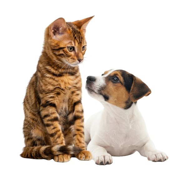 Cani e gatti tv - chi siamo