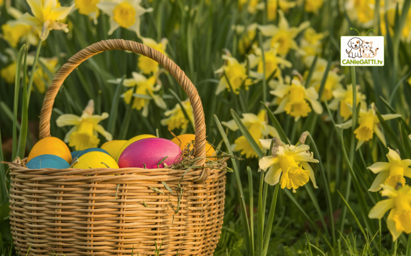 Pasqua con il cane