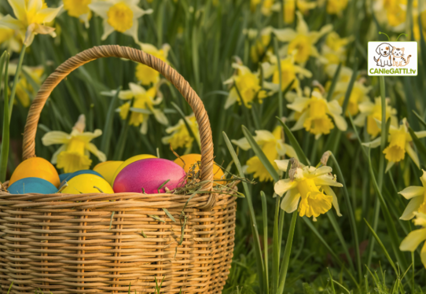 Pasqua con il cane