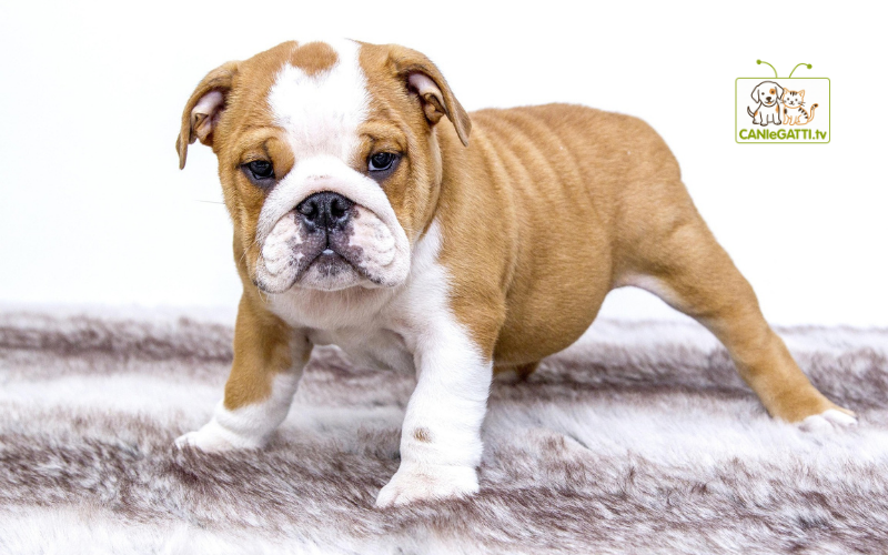 World Dog Show 2026