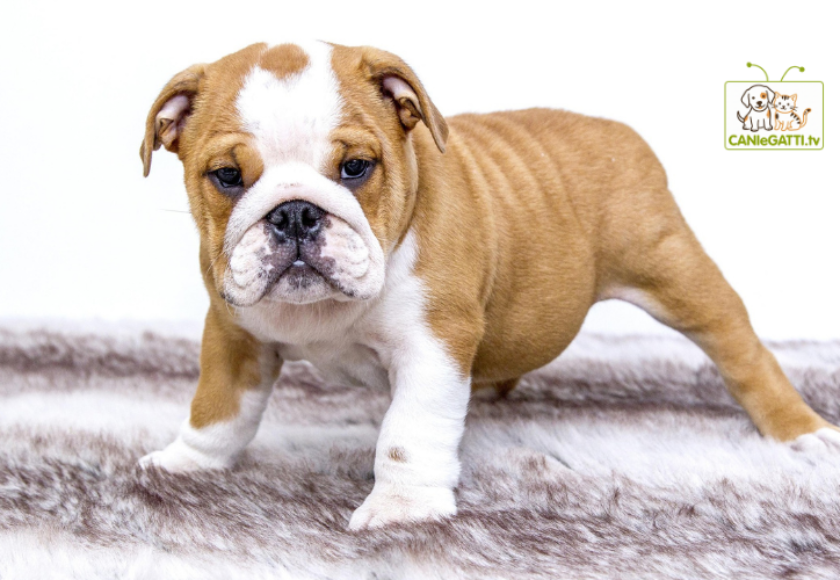World Dog Show 2026