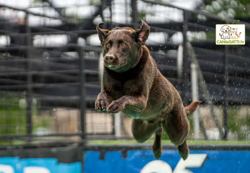 agility dog