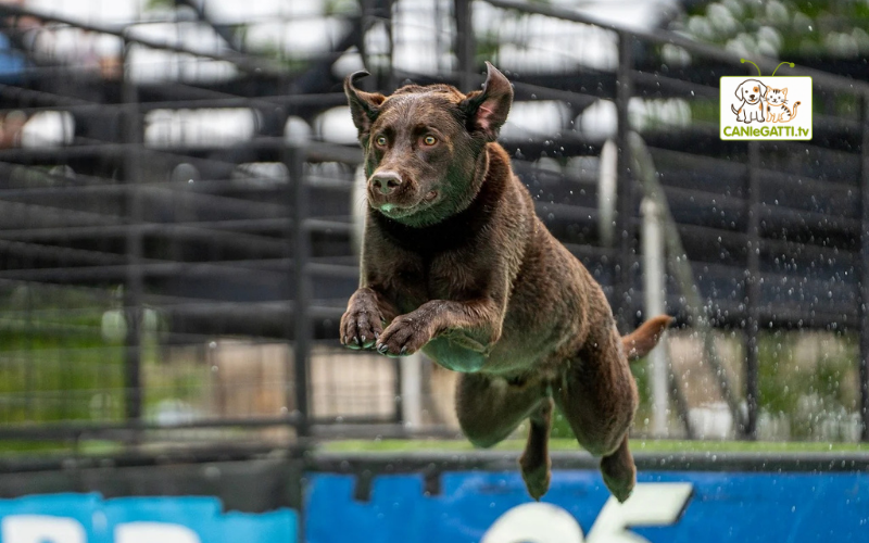 agility dog