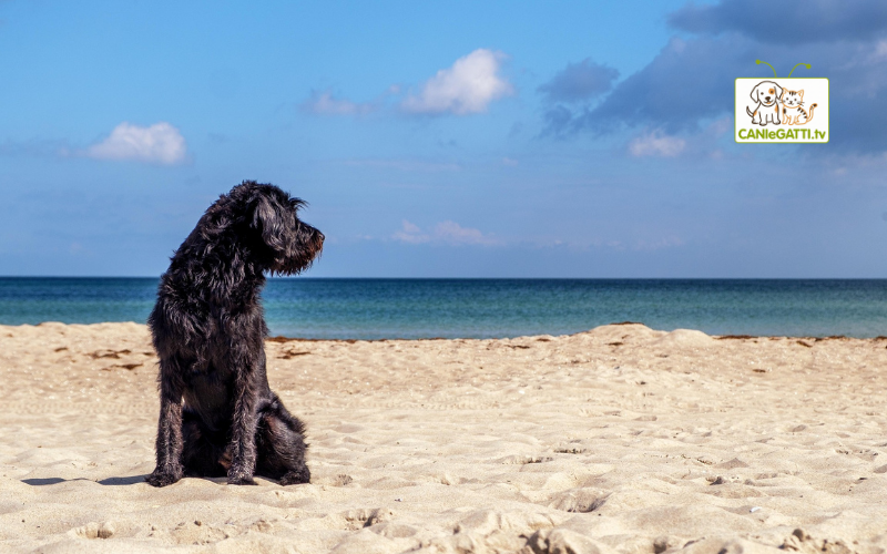 cane al mare