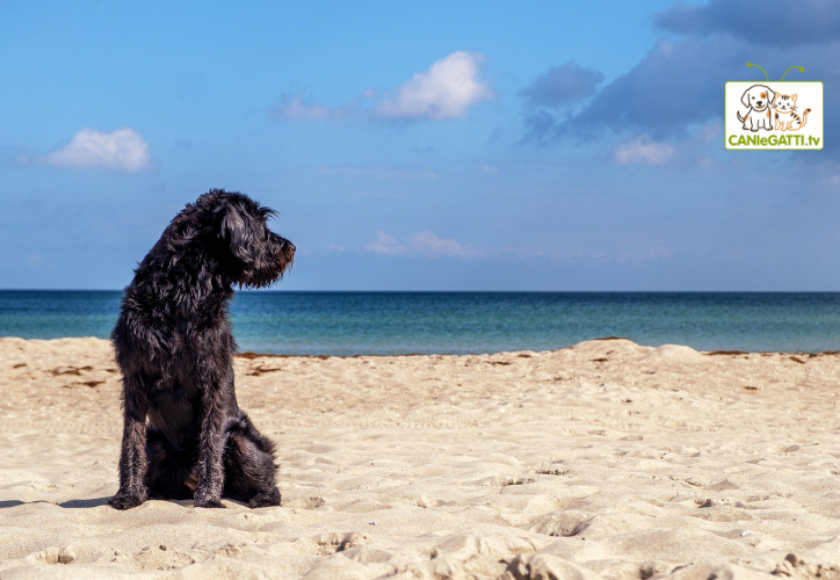 cane al mare