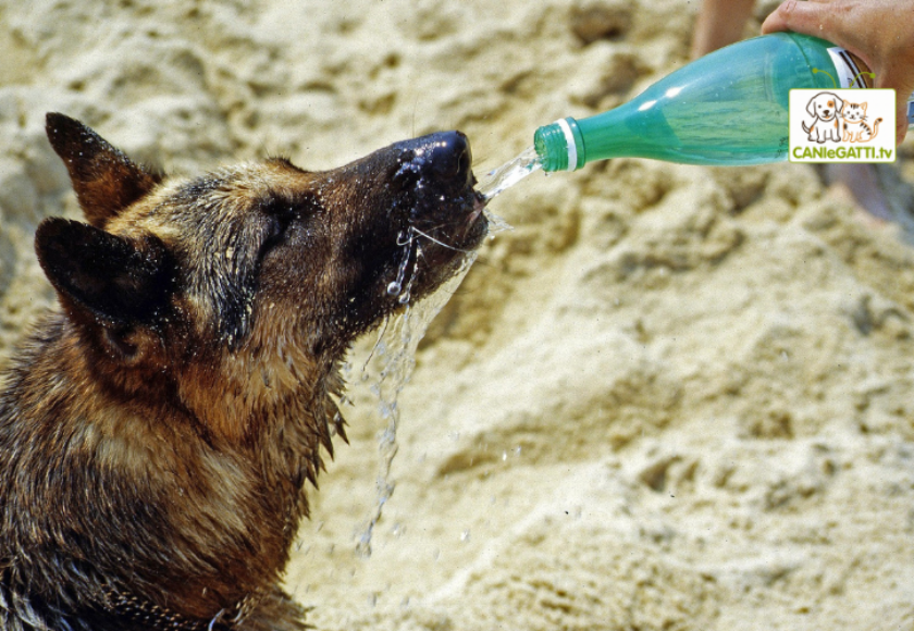 cane colpo di calore