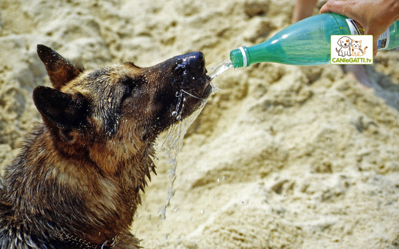 cane colpo di calore