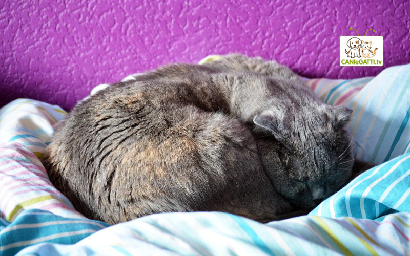 gatto pigro