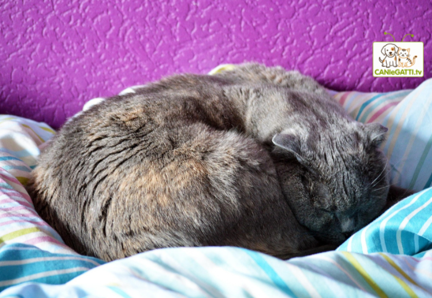 gatto pigro